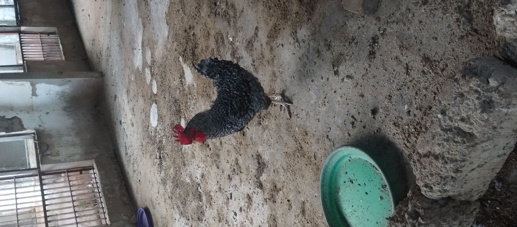 poulet