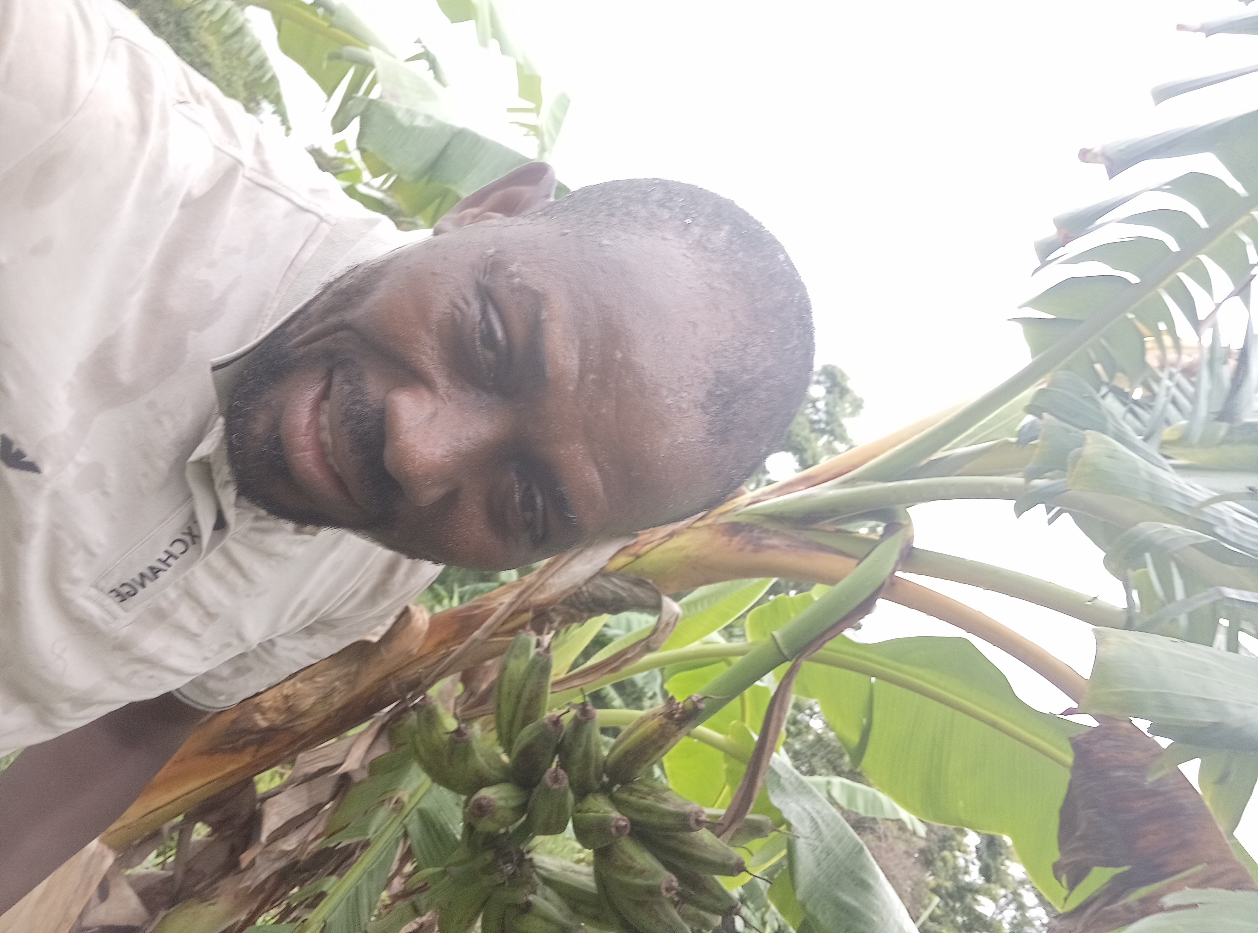 Banane Plantain