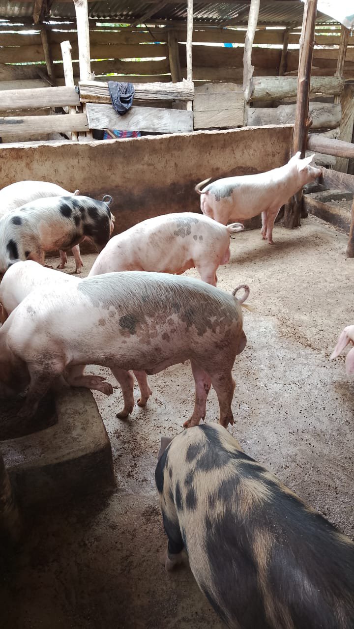 Porc