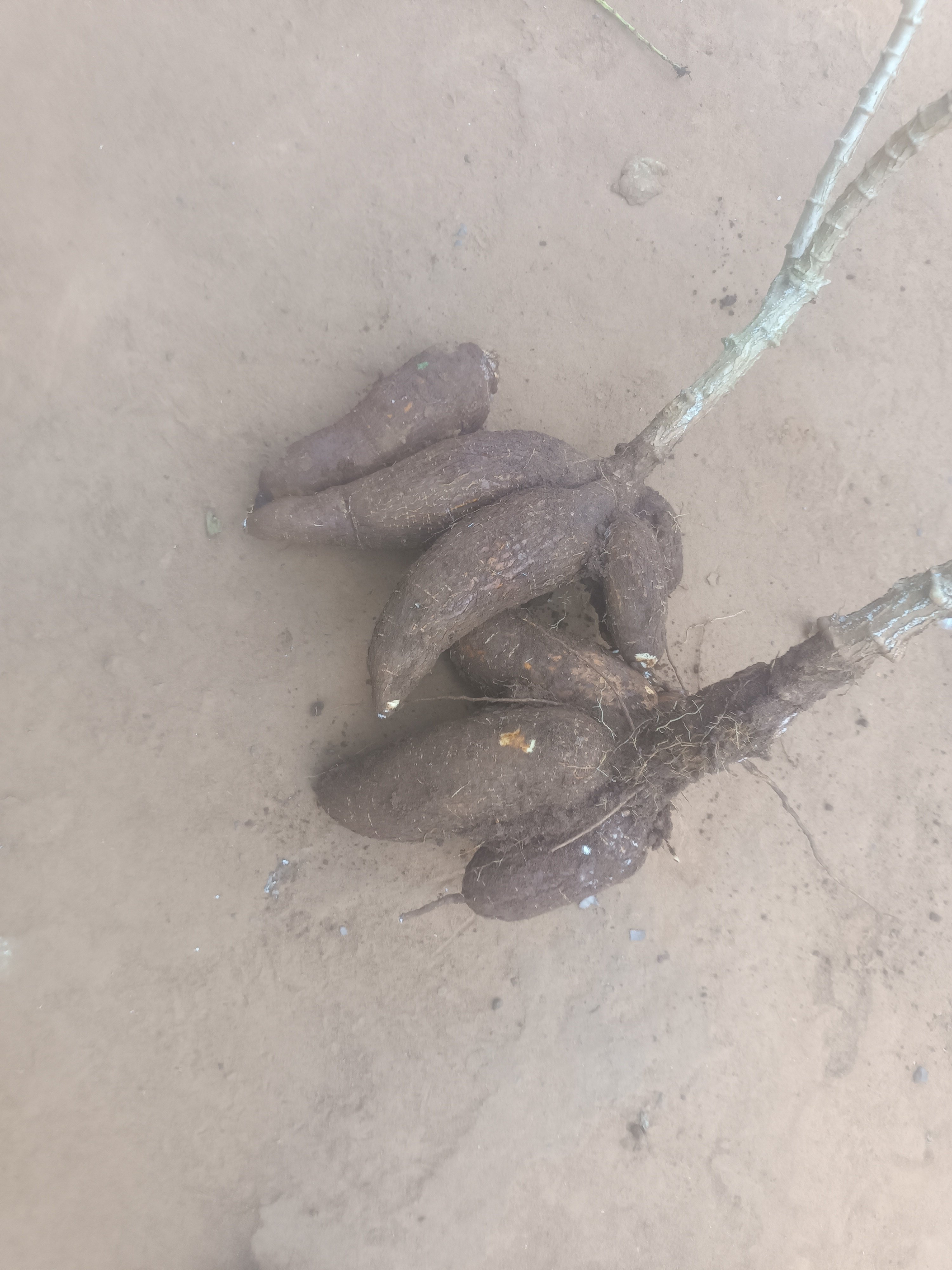 Manioc