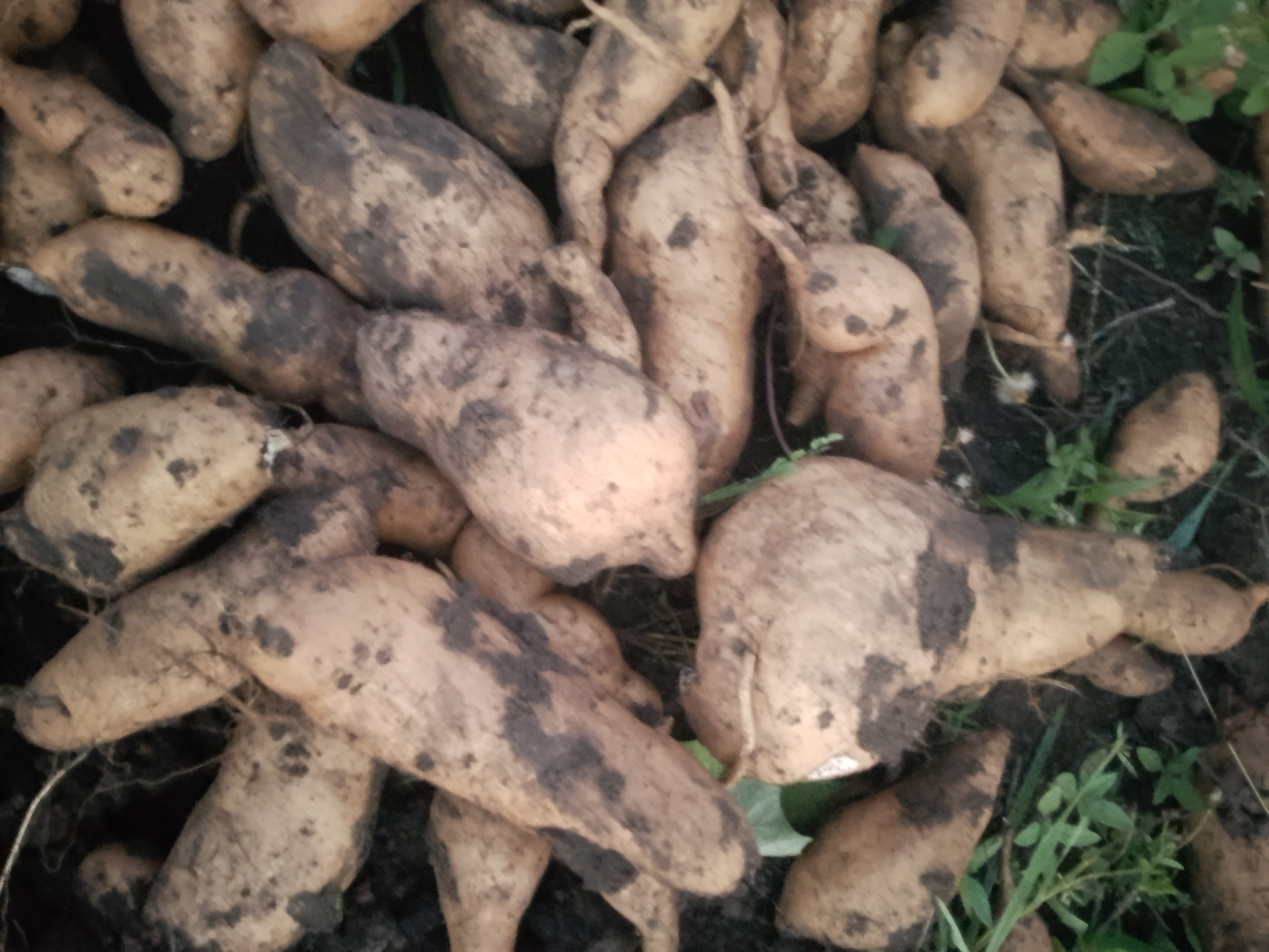 Patate douce jaune
