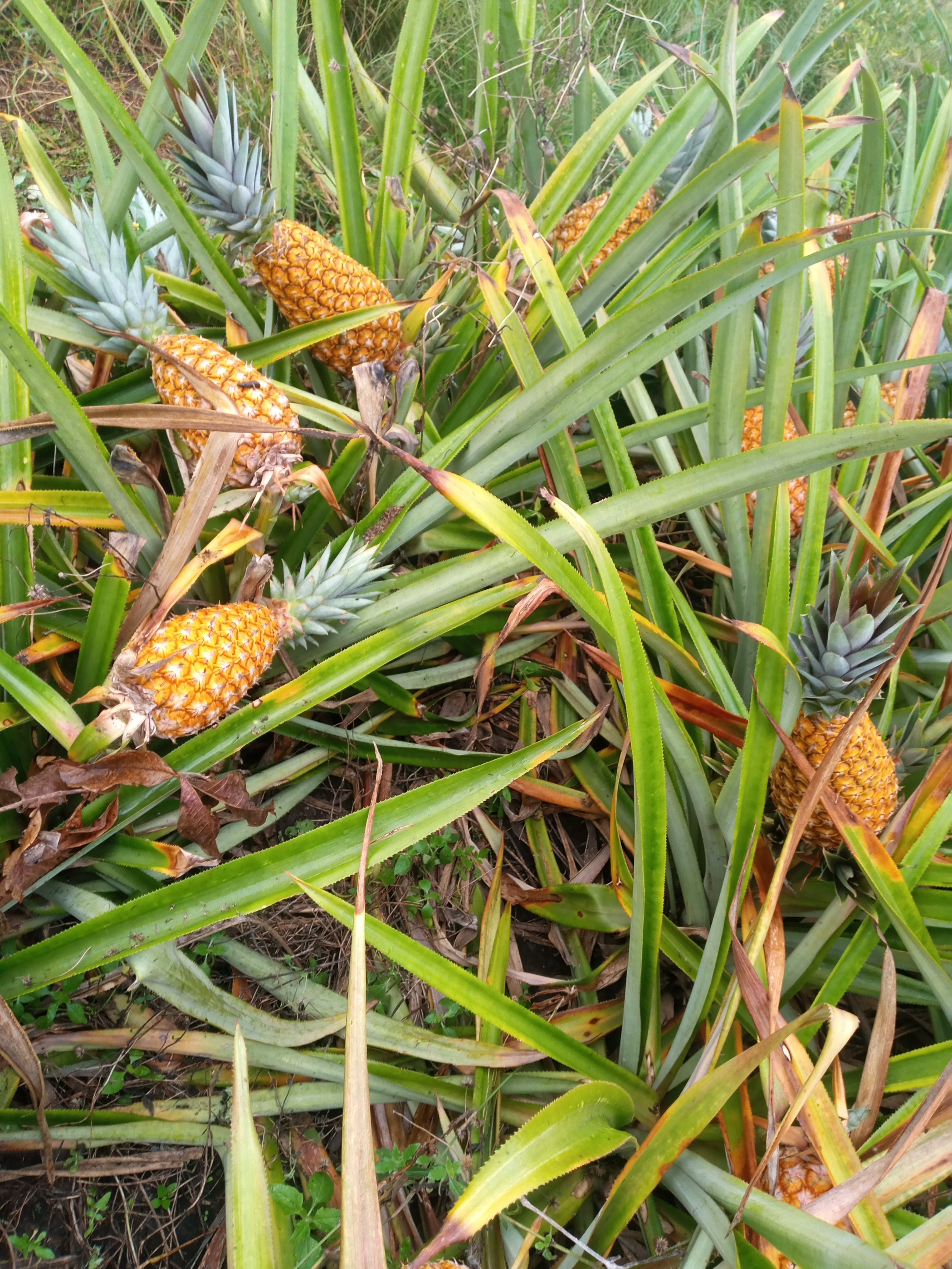 ananas